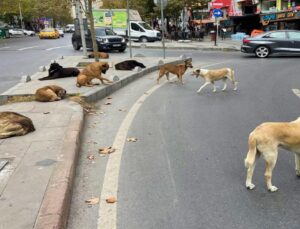 Sahipsiz köpeklere yönelik kanun teklifi Resmi Gazete’de yayımlanarak yürürlüğe girdi.