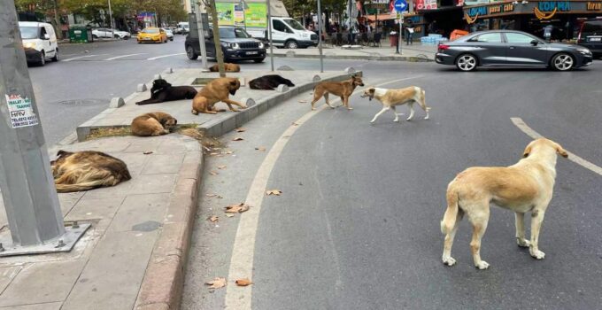 Sahipsiz köpeklere yönelik kanun teklifi Resmi Gazete’de yayımlanarak yürürlüğe girdi.