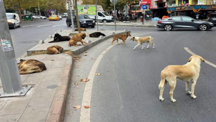 Sahipsiz köpeklere yönelik kanun teklifi Resmi Gazete’de yayımlanarak yürürlüğe girdi.